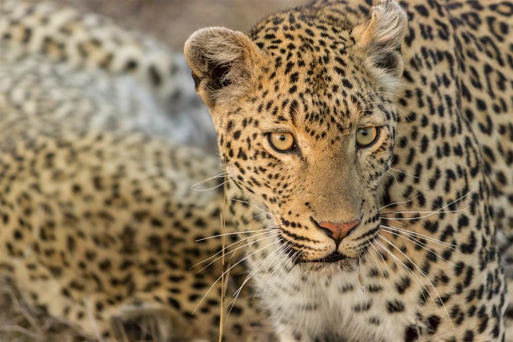 Cheetah Plains Private Game Reserve